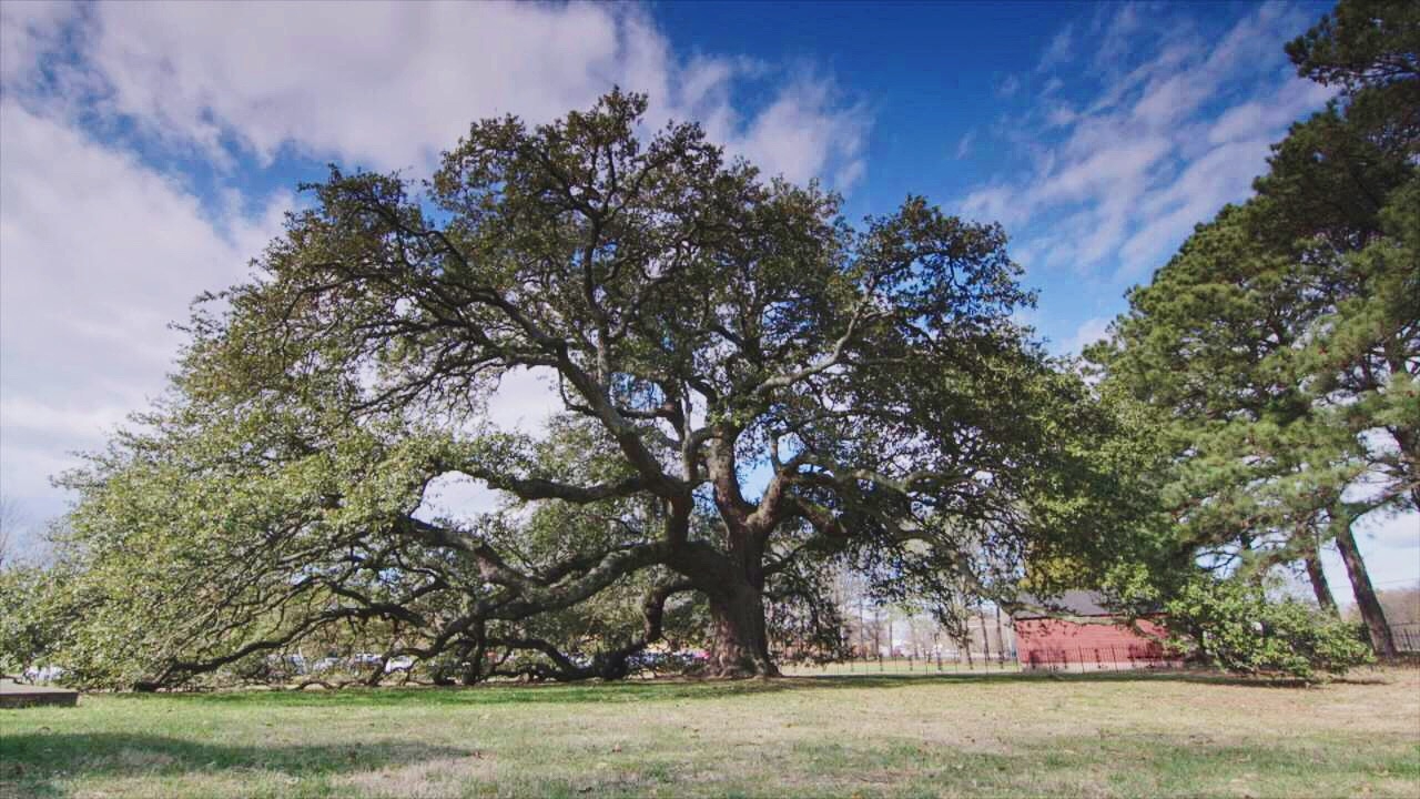The Emancipation Oak. (Lauren Stowell/ESPN)